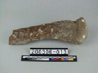 藏品(象肢骨)的圖片