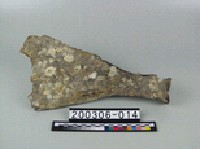 藏品(象肩胛骨)的圖片