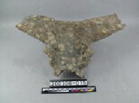 藏品(牛頭骨)的圖片