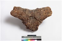 藏品(牛頭骨)的圖片