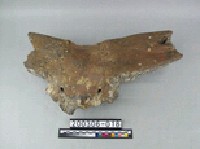 藏品(牛頭骨)的圖片