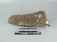 藏品(牛角)的圖片