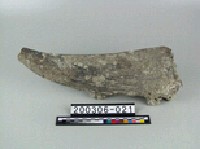 藏品(牛角)的圖片