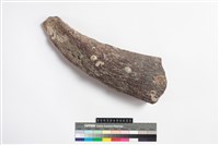 藏品(牛角)的圖片