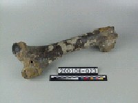 藏品(象肢骨)的圖片