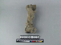 藏品(牛肢骨)的圖片