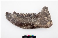 藏品(牛骨)的圖片