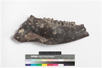 藏品(牛齒)的圖片