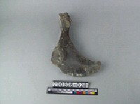 藏品(象盆骨)的圖片