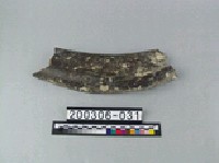 藏品(象肋骨)的圖片