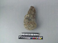 藏品(象後肢骨)的圖片