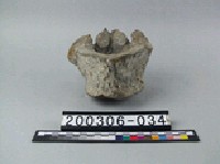 藏品(象脊椎骨)的圖片