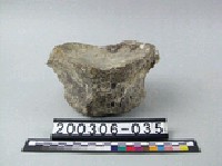 藏品(象脊椎骨)的圖片