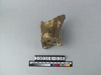 藏品(象肢骨)的圖片