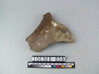 藏品(象盆骨)的圖片