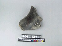 藏品(象盆骨)的圖片