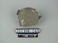 藏品(象肢骨)的圖片