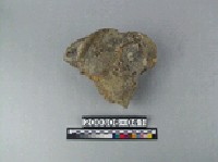 藏品(象肢骨)的圖片