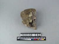 藏品(象肢骨)的圖片