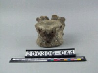 藏品(象脊椎骨)的圖片