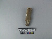 藏品(象趾骨)的圖片
