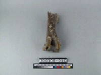 藏品(牛肢骨)的圖片