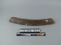 藏品(象肋骨)的圖片