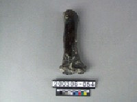 藏品(牛肢骨)的圖片