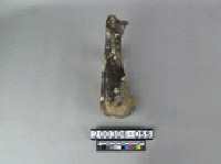 藏品(牛肢骨)的圖片