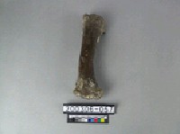 藏品(牛肢骨)的圖片