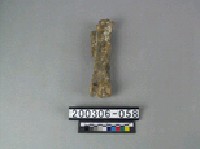 藏品(牛肢骨)的圖片