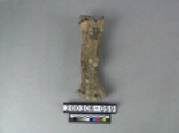 藏品(牛肢骨)的圖片