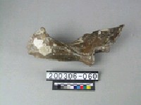 藏品(牛盆骨)的圖片