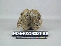 藏品(牛脊椎骨)的圖片