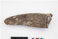 藏品(德氏水牛牛角端部)的圖片