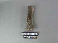 藏品(牛肢骨)的圖片