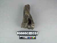 藏品(牛肢骨)的圖片