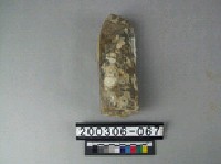 藏品(牛骨)的圖片