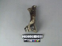 藏品(牛肢骨)的圖片