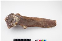 藏品(德氏水牛背脊椎)的圖片