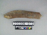 藏品(牛肋骨)的圖片