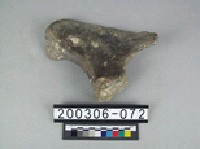 藏品(牛盆骨)的圖片