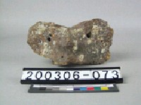 藏品(鱷魚脊椎骨)的圖片