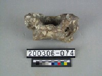 藏品(鱷魚脊椎骨)的圖片