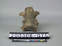 藏品(牛脊椎骨)的圖片