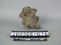 藏品(牛脊椎骨)的圖片