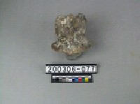 藏品(象脊椎骨)的圖片