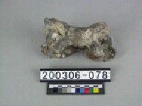 藏品(象脊椎骨)的圖片