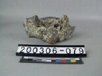 藏品(鱷魚脊椎骨)的圖片