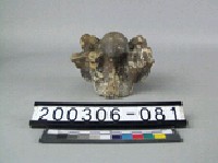 藏品(牛脊椎骨)的圖片